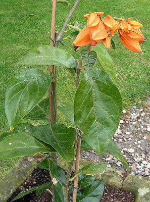 Kubel_orange.jpg