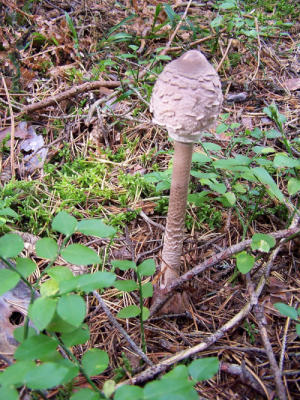 Parasol.JPG
