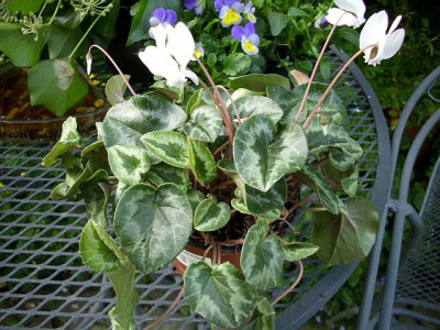 cyclamen_hederifolium_2.jpg