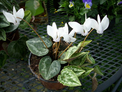 cyclamen_hederifolium_1.jpg