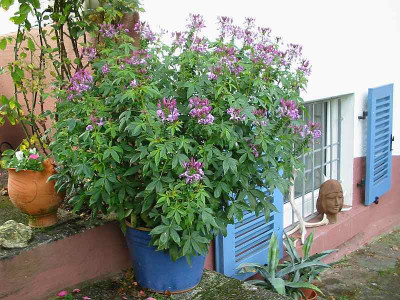 Cleome.jpg