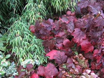 09_Bambus_und_Hydrangea_qu._71792.jpg