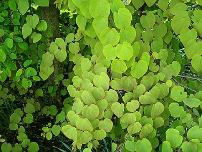katsura9.jpg