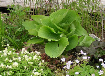 hosta_s_and_s_monster.jpg
