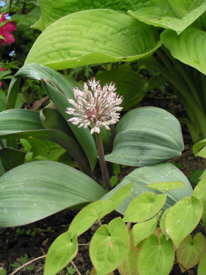 allium_welcher_kat.jpg
