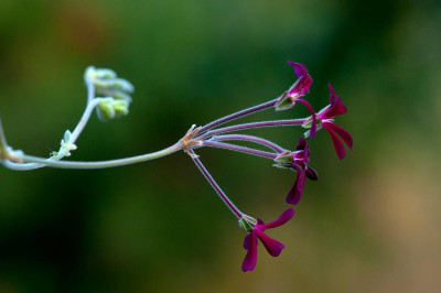 g_DSC4444.jpg