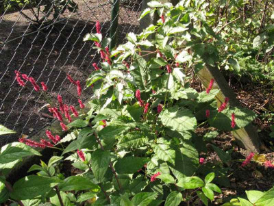 Persicaria_amplexicaule_Gartenpur.jpg
