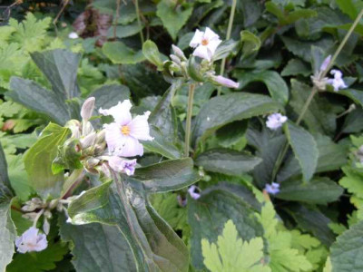 August_2011_011.JPG