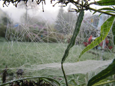 Durchs_Spinnennetz_111015.jpg