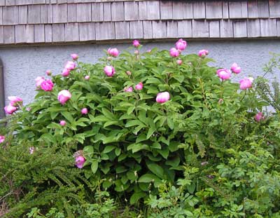 Paeonia_of_K83.jpg