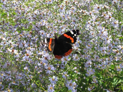 Der_letzte_Schmetterling_111015.jpg