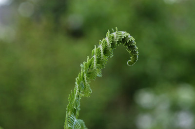 farnentfaltung_11531.jpg