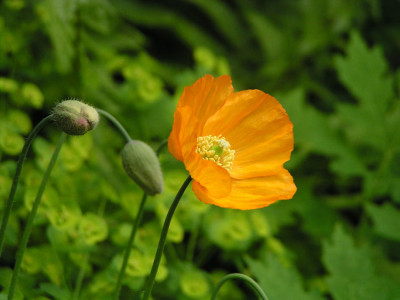 meconopsis_cambrica_neu.jpg
