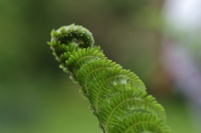 farnspirale_11534.jpg