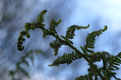 farnentfaltung_11536.jpg