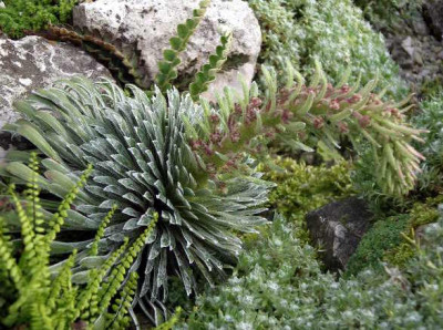 Saxifraga_longifolia_2005-05-16.JPG