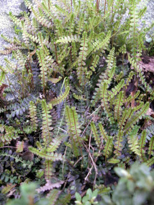 Blechnum_penna-marina_ssp.alpina_2005-05-16.JPG
