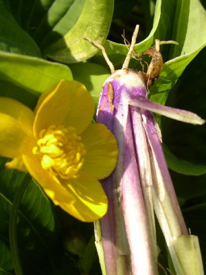 Ranunculus_acris.jpg
