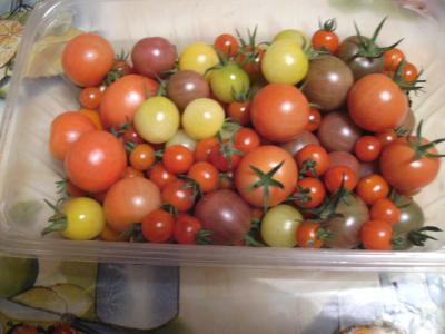 Tomatengestern.jpg