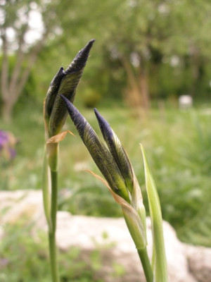 iris_unbekannt_knospen.jpg