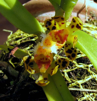 Gastrochilus_calceolaris.JPG