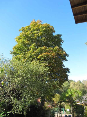 Kastanie_111015.jpg