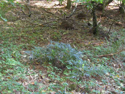 Hellebo.jpg