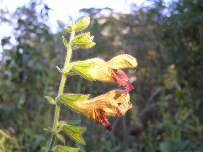 salvia_amber.JPG