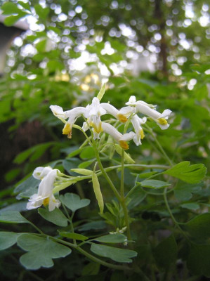 corydalisaa.JPG