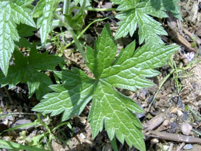 geranium-blatt.jpg