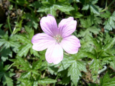 geranium-bluete.jpg