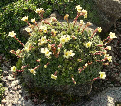 comp_Saxifraga_Kabschia_Karlstejn.jpg
