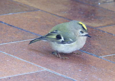 Wintergoldhaehnchen.jpg