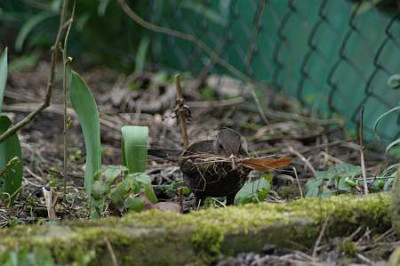 amsel_10_040318.jpg