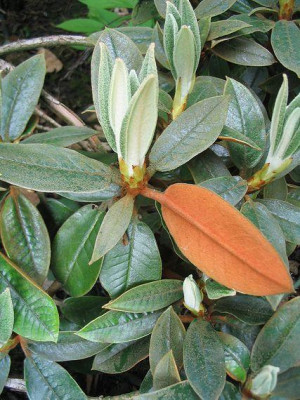 Rhododendron_bureavii_Hortu.jpg