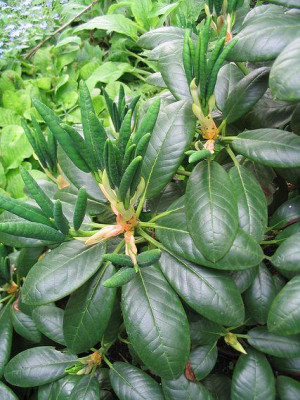 Rhododendron_clementinae_Hortu.jpg