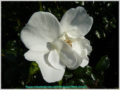 Diamond_Border_Poulsen1997.jpg