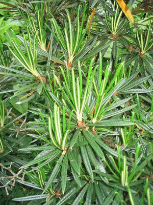 Rhododendron_roxieanum_var._oreonastes_Hortu.jpg