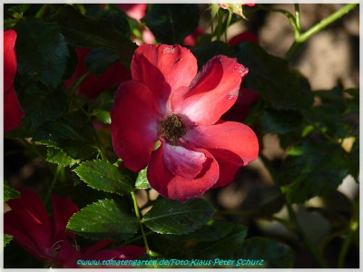 Fleur_Robuste_Polo_Rosenunion.jpg