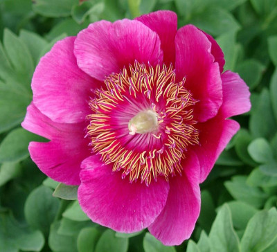 05180002_ePaeonia_officinalis_Anemoneflora.JPG