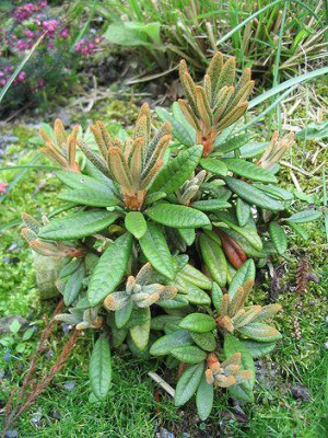 Rhododendron_proteoides_Hortu.jpg