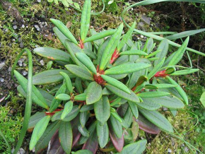 Rhododendron_pronum_Hortu.jpg