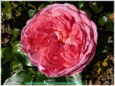 La_Rose_de_Moliard_Delbard01.jpg