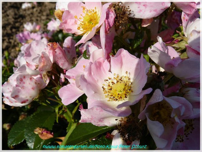 Pink_Bassino_Kordes1995.jpg