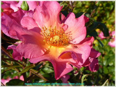 Pretty_Sunrise_Meilland2005_01.jpg