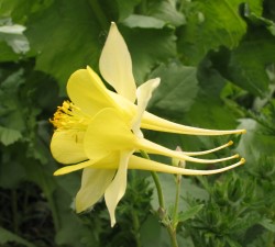 aquilegia_gelb_0249.jpg