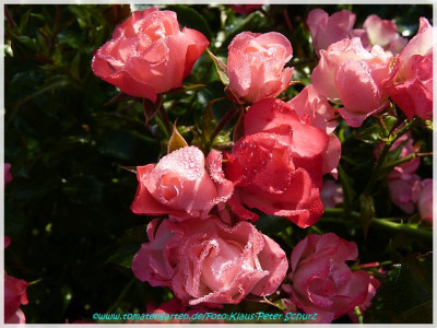 Smooth_Meidiland_Meilland2007_01.jpg