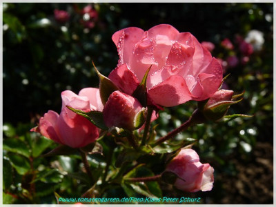 Smooth_Meidiland_Meilland2007_03.jpg