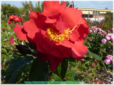 So_Pretty_Meilland2005_01.jpg