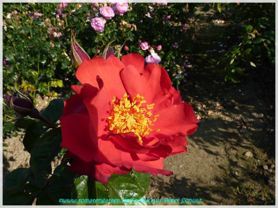 So_Pretty_Meilland2005_02.jpg